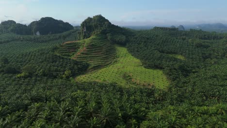 palmeras oleaginosas recién plantadas, árboles jóvenes y viejos de plantaciones de palma oleifera, producción de aceite de palma de aceite de núcleo de palma monocultivo sostenible, desarrollo y destrucción de tierras agrícolas