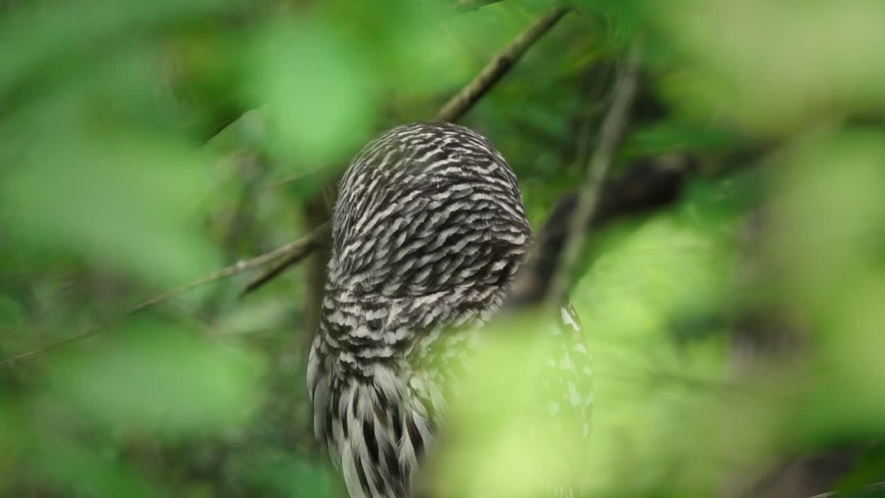 A perched barred owl turns its head to look directly at the camera in British Columbia, Canada.