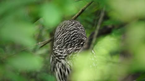a perched barred owl turns its head to look directly at the camera in british columbia, canada.
