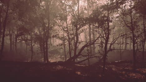 forest of trees with dirt floor in the morning