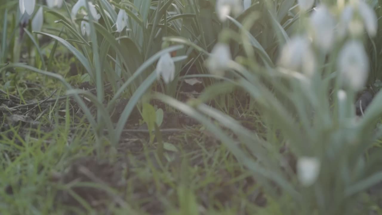 Field of delicate white snowdrop flowers flowering in springtime