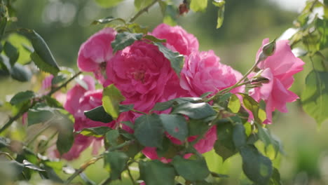 back lit pink english roses blowing in the