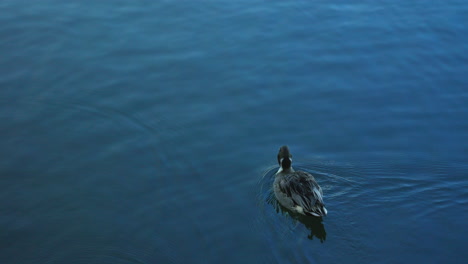 Pintail-Norte-Solitario-Nada-En-La-Superficie-Del-Agua