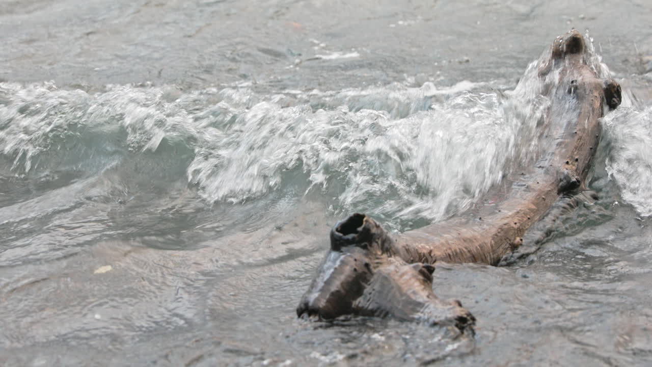 viejo tronco de árbol flotando en el agua ondulada en el lago crescent, washington - primer plano