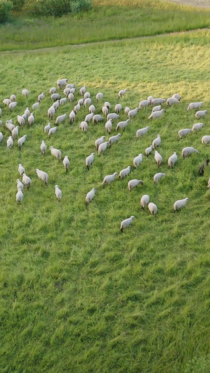 Ripresa aerea verticale con drone di bestiame agricolo mentre un gregge di pecore si muove attraverso un prato verde rurale