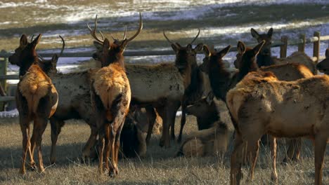 Colorado-elk-heard-large-group-deer-gang-nature-animals-gathered-afternoon-on-mountainside-mid-winter-snow-Rocky-Mountains-National-Park-Evergreen-telephoto-zoom-cinematic-slow-motion-follow-pan-4k