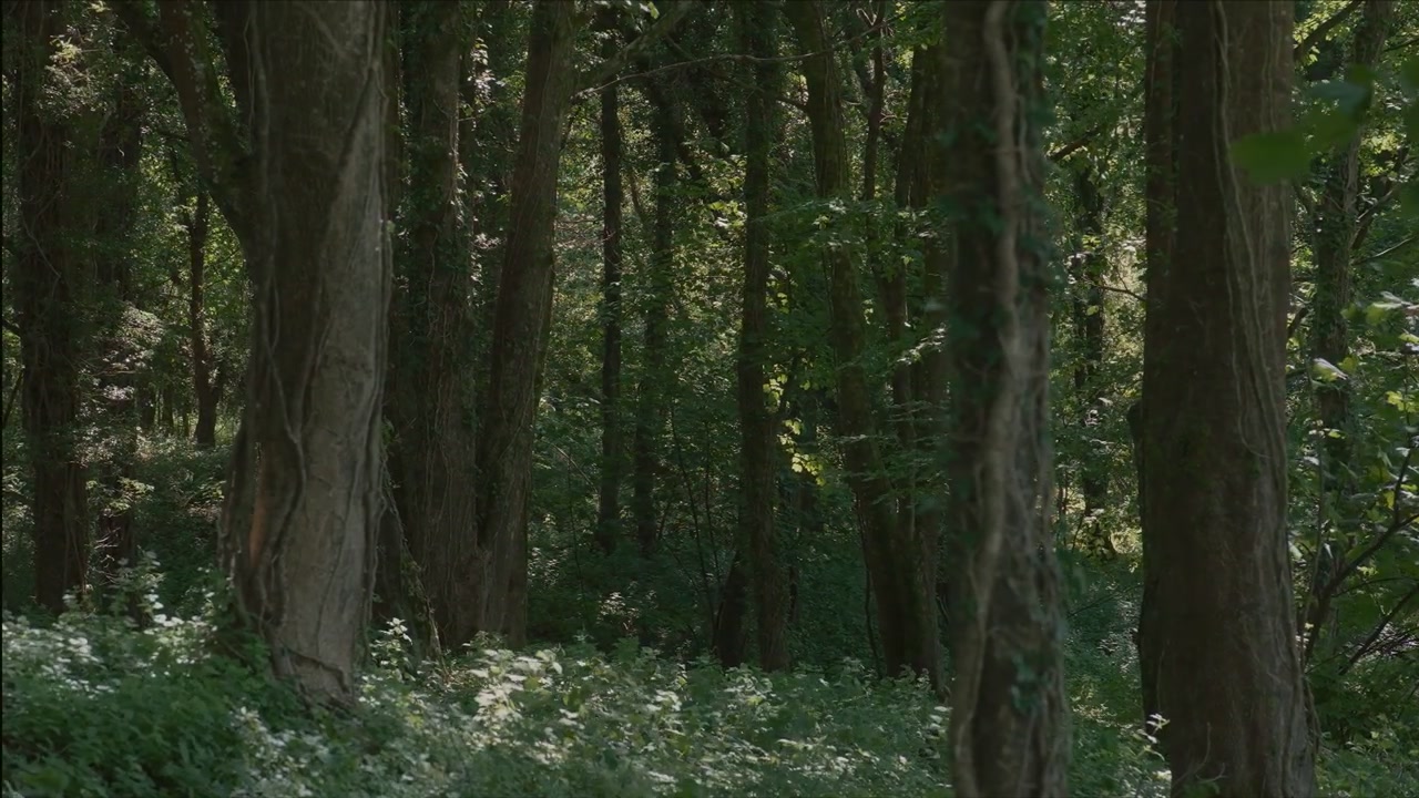 Bosque Sombrio com Plantas de Sub-bosque Verdes e Densas 4K Troncos de árvores altas envoltos em cipós elevam-se acima de um denso tapete de plantas rasteiras folhosas em um bosque sombrio, com a luz suave do dia filtrando-se