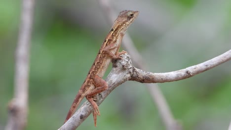 pequeño lagarto esperando orar uhd mp4 4k