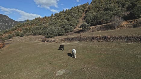 Aerial-drone-fly-above-one-black-and-one-white-horse-grazing-in-agricultural-fields-at-Arsèguel-Municipality-in-Spain,-sunny-daylight-in-green-hills-valley-with-blue-skyline,-animals-eating-grass