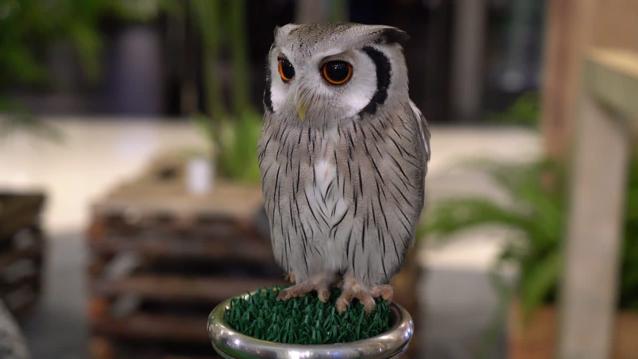 새장에 귀여운 올빼미