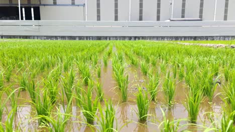 static shot of paddy field at sekinchan