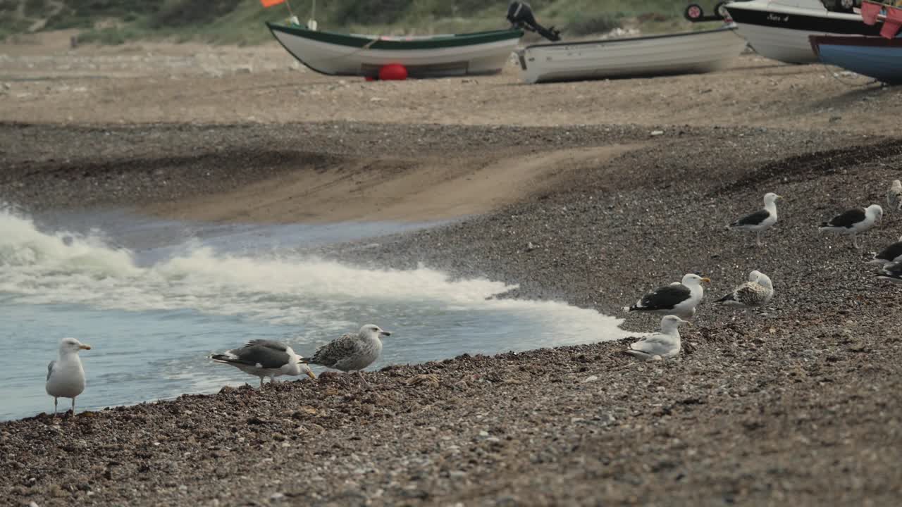 gaviotas comiendo cangrejos sobrantes en una playa con olas y botes de pescadores en el fondo