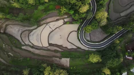 aerial-view,-beautiful-rice-fields-and-winding-asphalt-roads-in-Yogyakarta