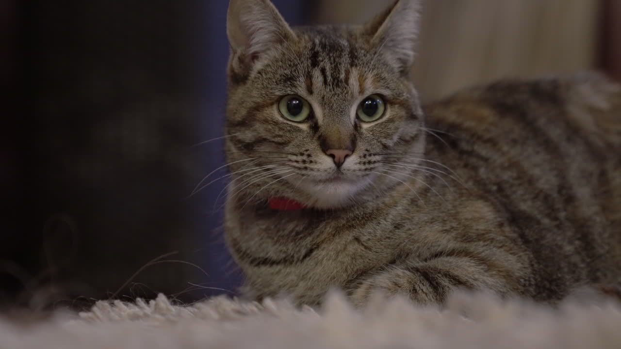 Gatto sdraiato su un tappeto che si guarda intorno.