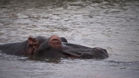 sleepy hippo in the water opens and closes its eyes for a moment