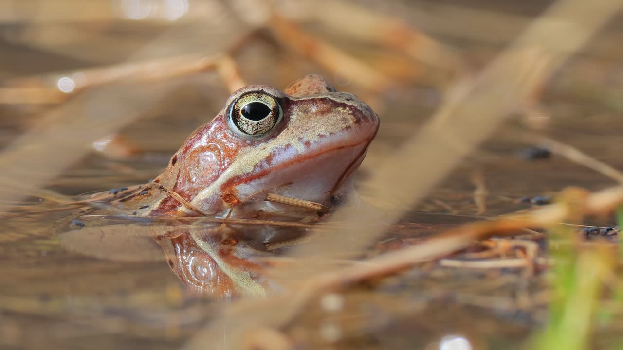 Bruine kikker (Rana temporaria) close-up in een vijver