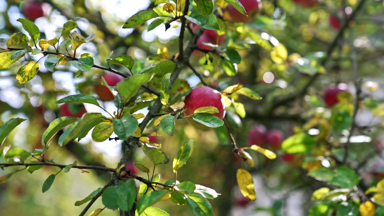 Autumn harvesting season in the apple orchard. Tree branches with delicious ripe fruit ready for gathering. Lose up.