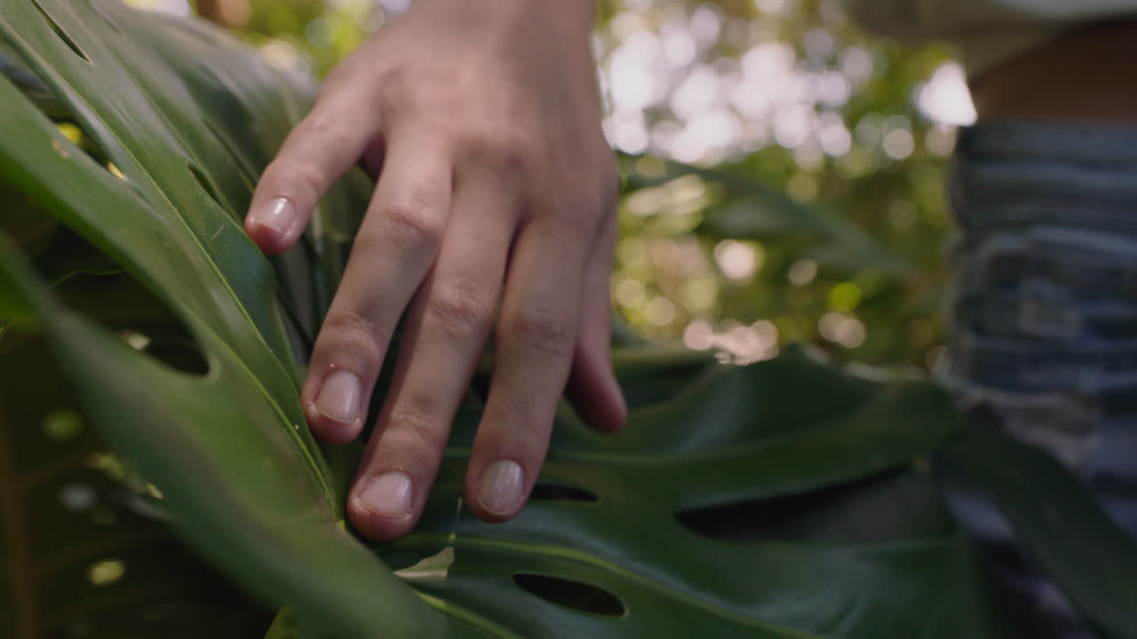 natureza mão da mulher tocando plantas na floresta explorando a beleza natural exuberante no jardim 4k