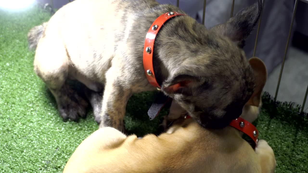 호랑이 패턴과 갈색 프랑스 불도그가 가까이에서 빛으로 바닥에서 놀고 청소합니다.