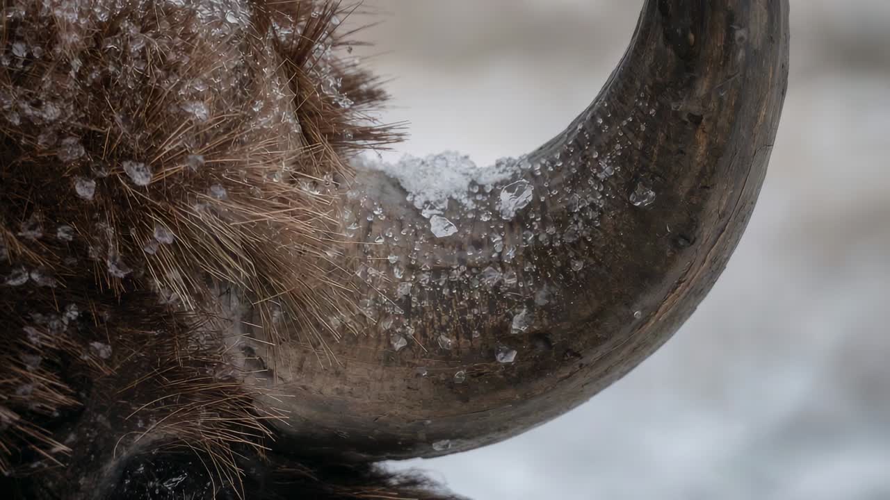 Shifting camera showing curved horn with ice crystals and coarse fur in tundra, showing texture