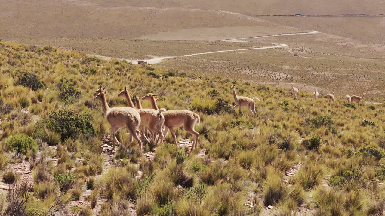 Vicuñas in their natural habitat
