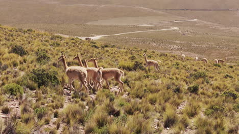 vicuñas in their natural habitat