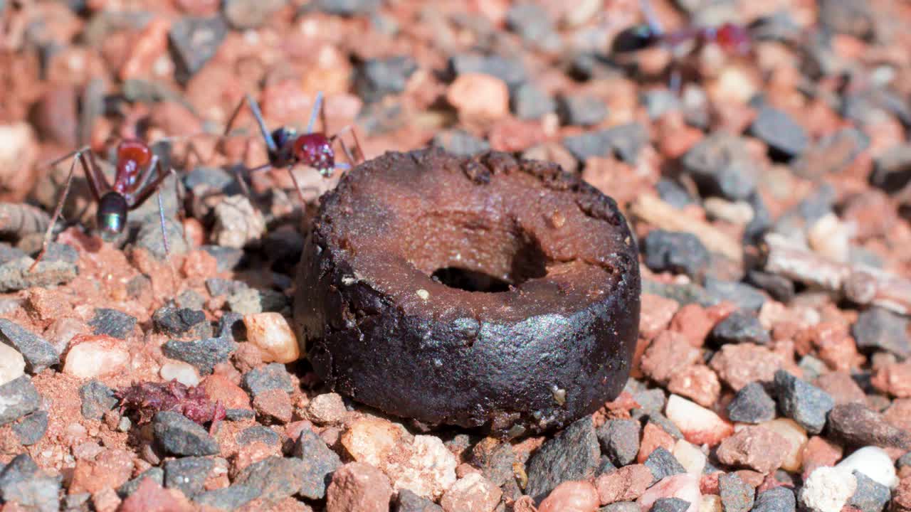 A group of large ants gather and feed on a discarded olive in bright sunlight, surrounded by gravel and dirt, with a static camera angle