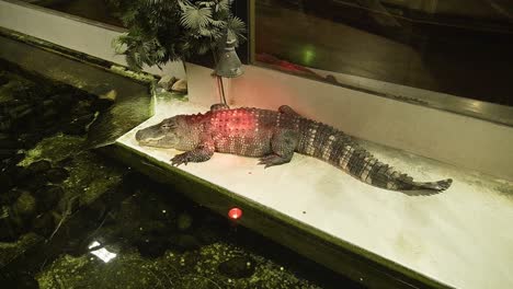 small baby aligator resting under red warmth lamp in reptile facility