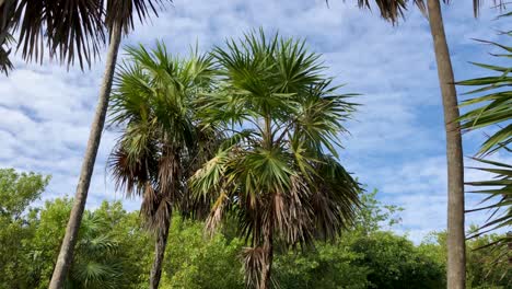 green palm trees in the wind with a blue sky background