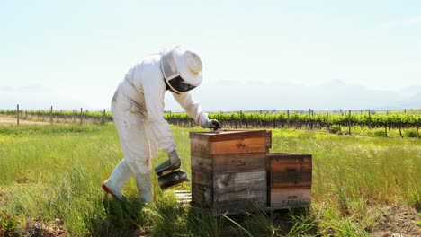 los apicultores fuman a las abejas lejos de la colmena