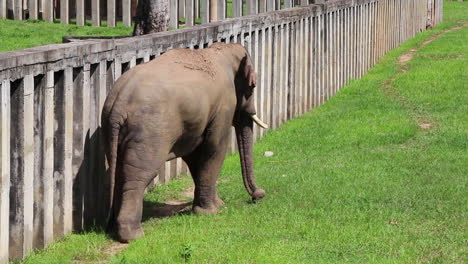 elephant walking beside a fence in middle of a field