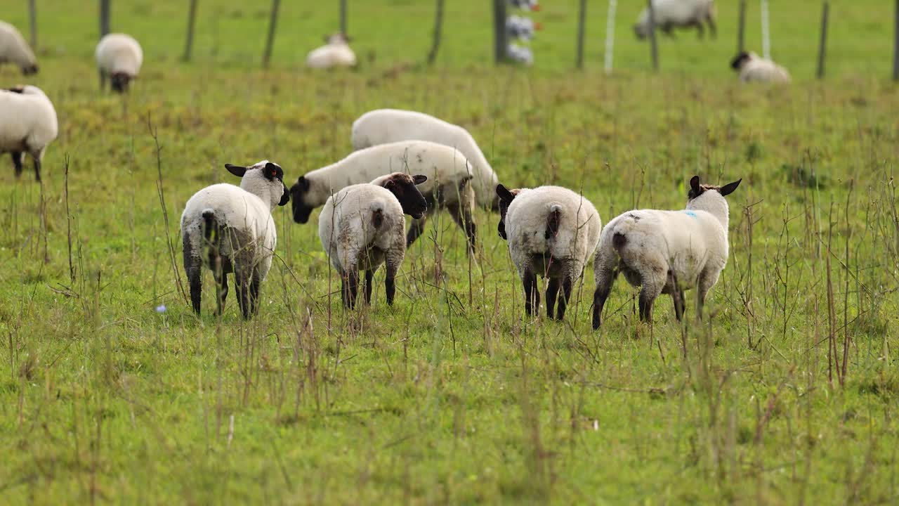 Sheep graze peacefully in a lush green pasture at Lake Tekapo, New Zealand, under soft natural lighting