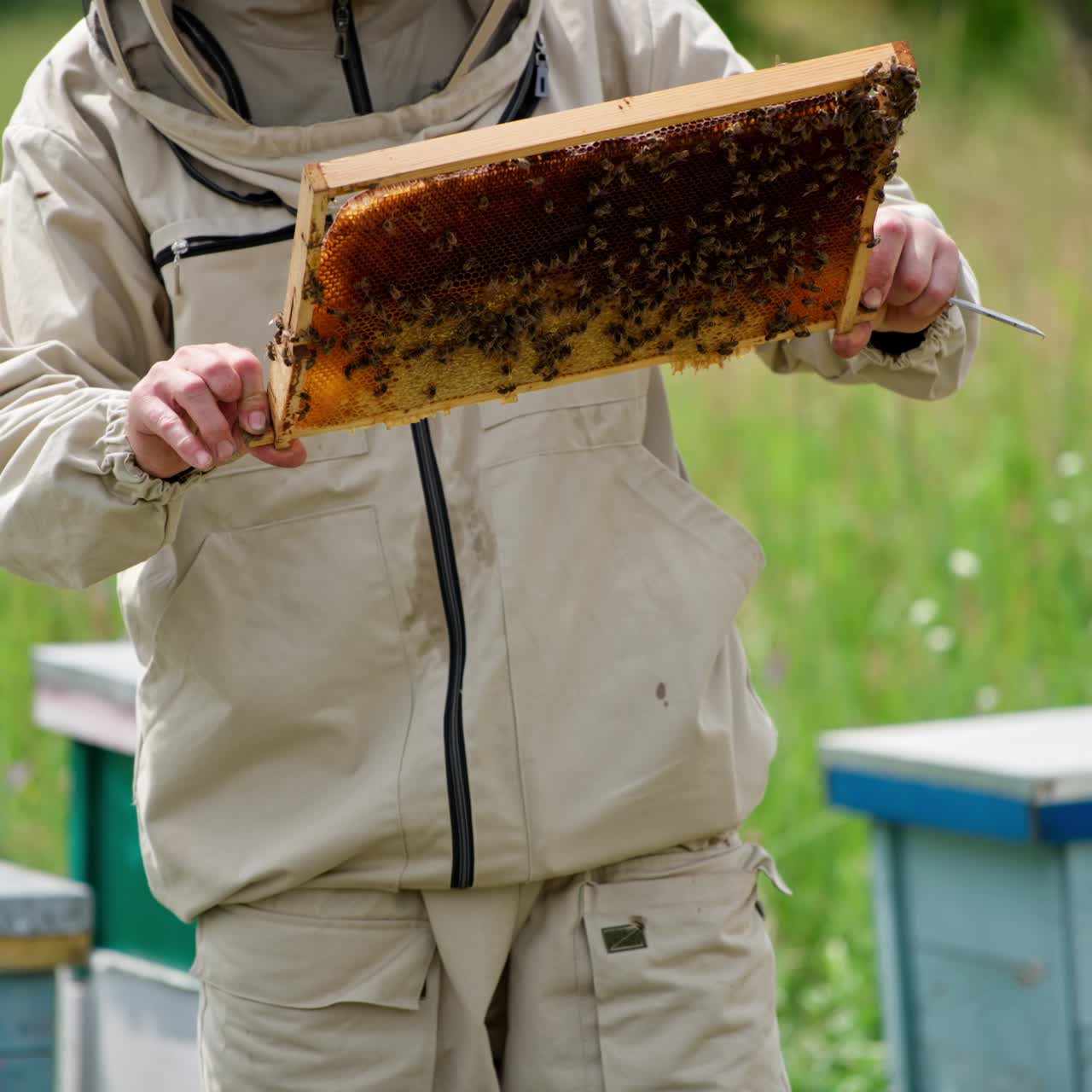 Mature bee farmer pulls the frame with bees from a hive. Beekeeper turning the frame in hands checking it. Blurred nature backdrop