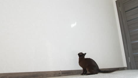 playful burmese cat jumping. brown burmese cat
