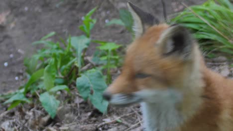 lindo cachorro de zorro rojo se para en la hierba y mira a la cámara