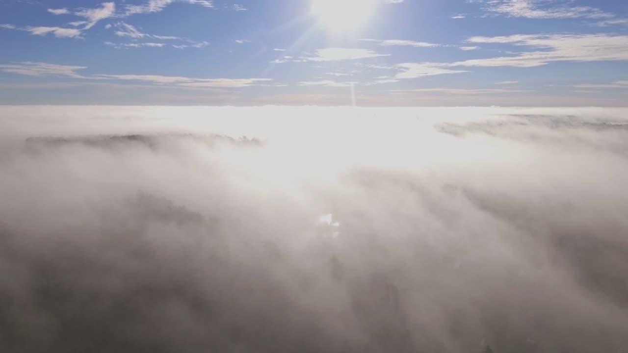 일출 광선으로 조명된 아침 안개로 둘러싸인 숲