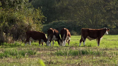 four brown and white juvenile guernsey cows graze in a green field, surrounded by trees and hedges on a windy and sunny day a a man of insects swarm around them