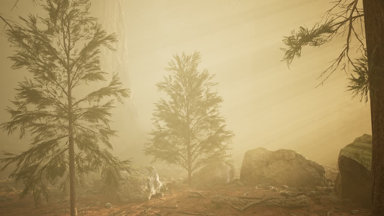 가을의 숲과 아침 안개의 나무