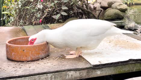retrato de un pato doméstico comiendo en el