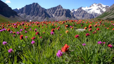 colorful mountain wildflowers