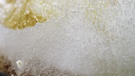 abstract macro shot of frozen flower