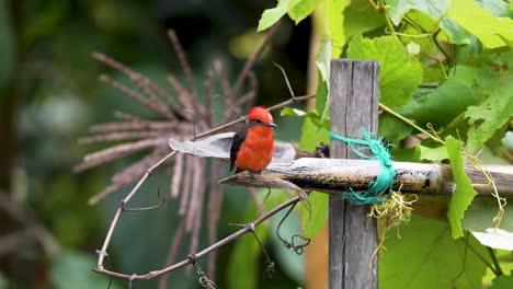 vermilion flycatcher perched in vineyard rows