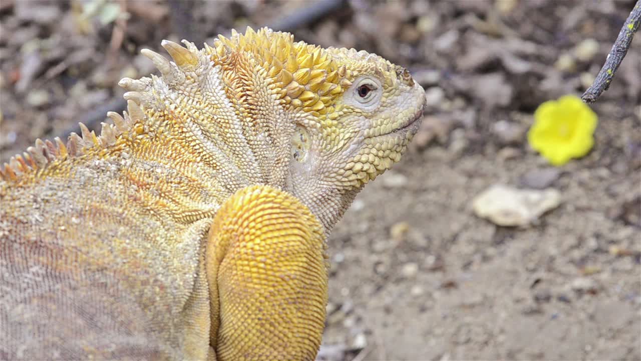 갈라파고스 국립 공원과 해양 보호구 에콰도르의 산타 크루즈 섬에 있는 세로 드래곤의 갈라파고스 육지 이구아나