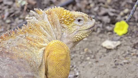 Iguana-Terrestre-De-Galápagos-En-Cerro-Dragón-En-La-Isla-Santa-Cruz-En-El-Parque-Nacional-Galápagos-Y-Reserva-Marina-De-Ecuador