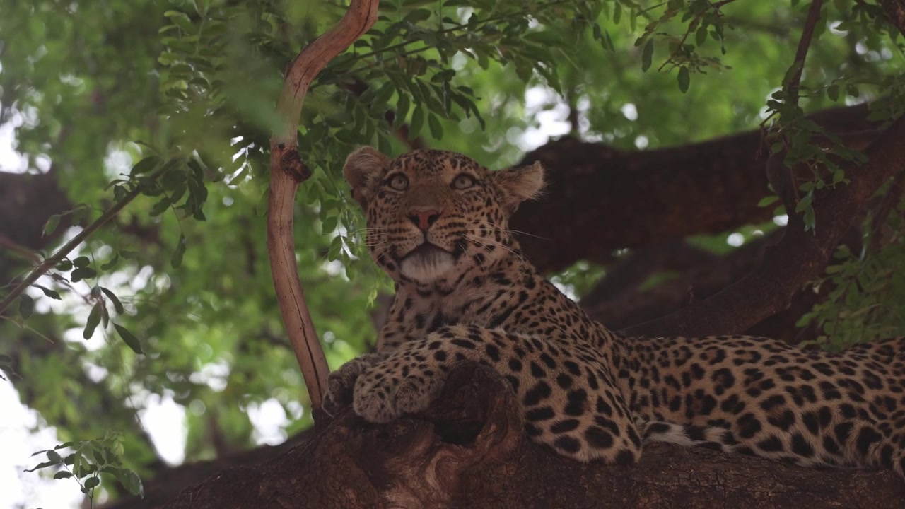 A female leopard lying peacefully on a huge branch high in a tree while licking her paw before scanning surroundings, Mashatu Game Reserve, Botswana.