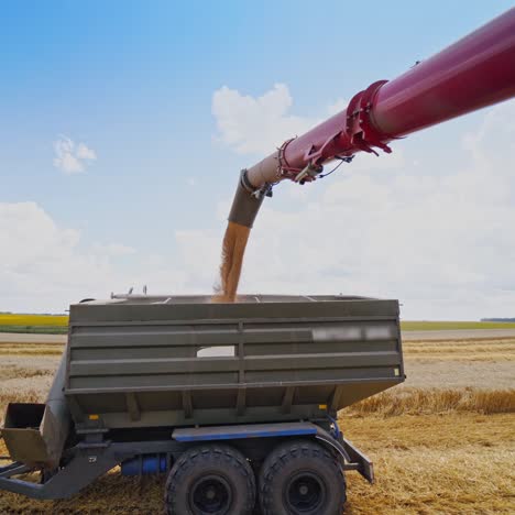 ripe grains are loading into the trailer of a tractor. metal part of a combine harvester pouring out wheat into the tractor on the yellow field in summer.