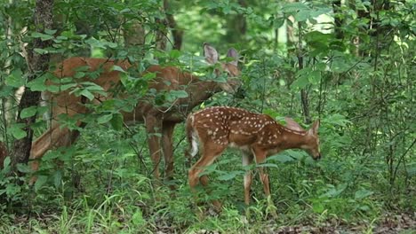 el ciervo bebé y la madre mostrando amor en el bosque