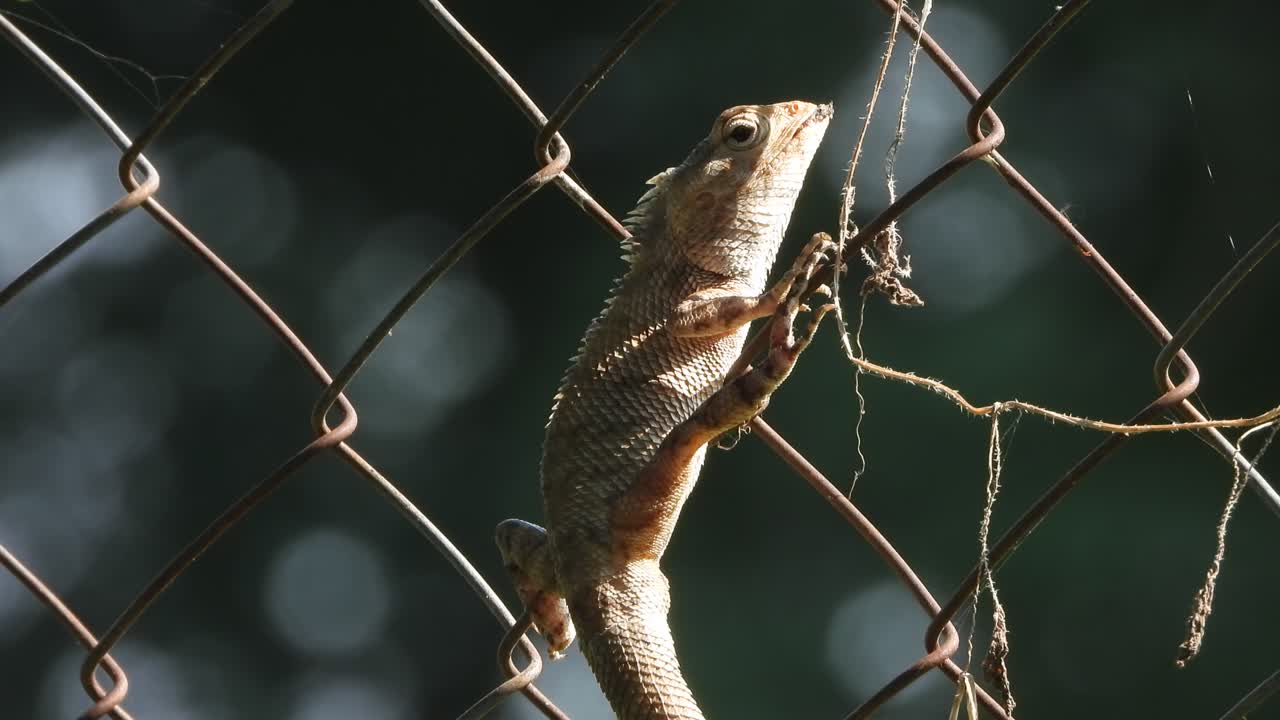 Lizard in waire - eyes