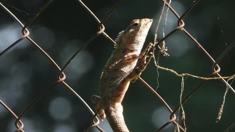 lagarto en el alambre - ojos