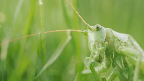 side view of a large green locust. head close-up in the frame